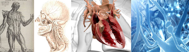 Journey of Medical Animation