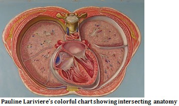 Pauline Lariviere’s colorful chart showing intersecting anatomy