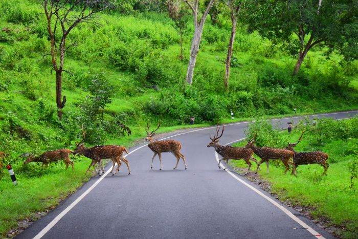 Deer crossing in tranquil forest surroundings A herd of spotted deer crossing a winding forest road.