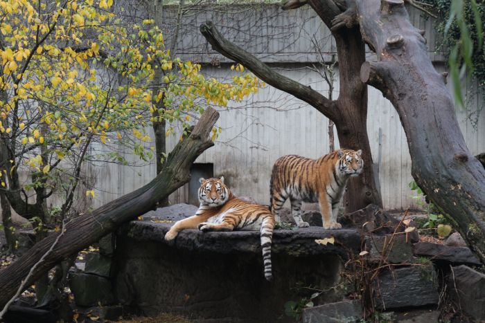 Wild tigers resting on stone platform Two tigers on rocky platform surrounded by trees